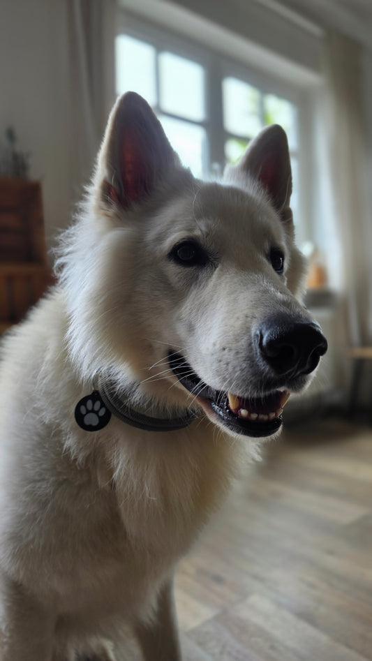 NFC Hundemarke – Smarter 3D-gedruckter Hundeanhänger mit Notfallprofil