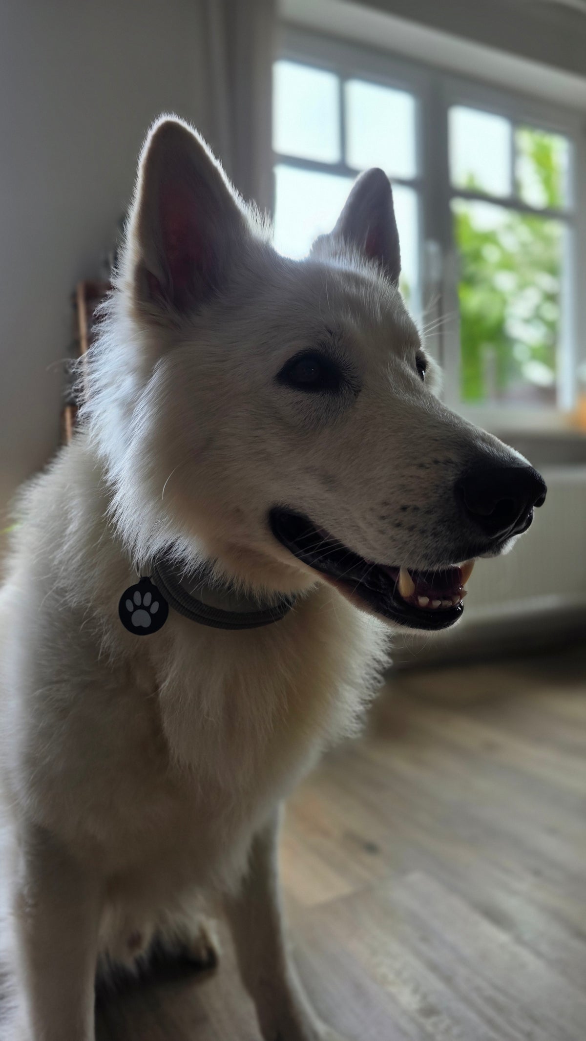 NFC Hundemarke – Smarter 3D-gedruckter Hundeanhänger mit Notfallprofil
